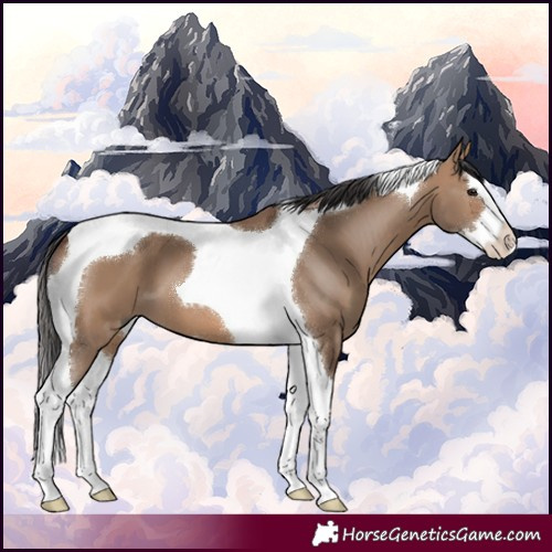 Horse Color:Brown Dun Splash Tobiano 