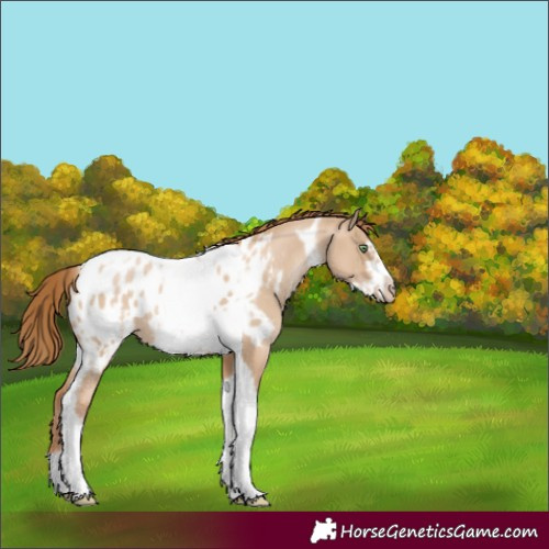 Horse Color:Red Dun Pearl Tobiano Frame Appaloosa 