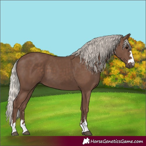 Horse Color:Silver Black