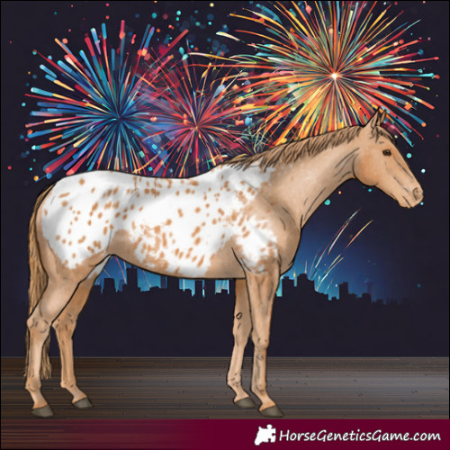 Horse Color:Chestnut Appaloosa 