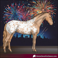 Horse Color:Chestnut Appaloosa