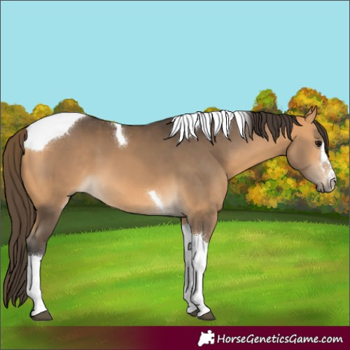 Horse Color:Buckskin Tobiano 