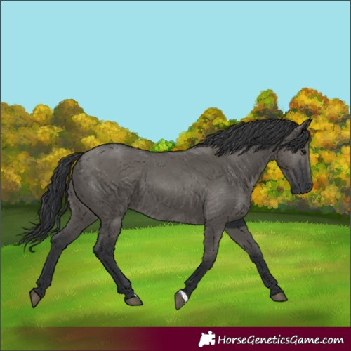 Horse Color:Grullo 