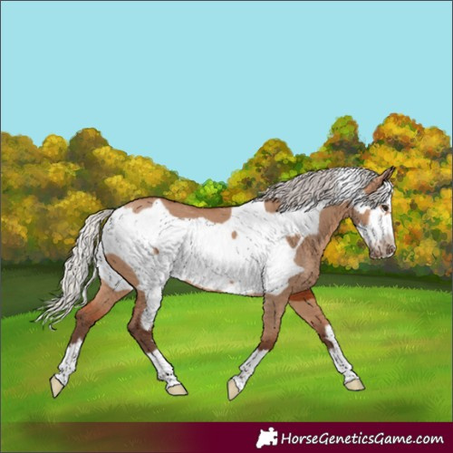 Horse Color:Silver Bay Dun Frame 