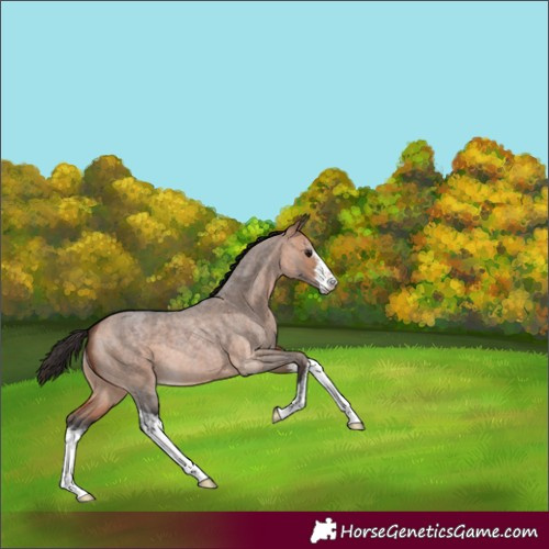 Horse Color:White Spotted Bay Roan Dun 