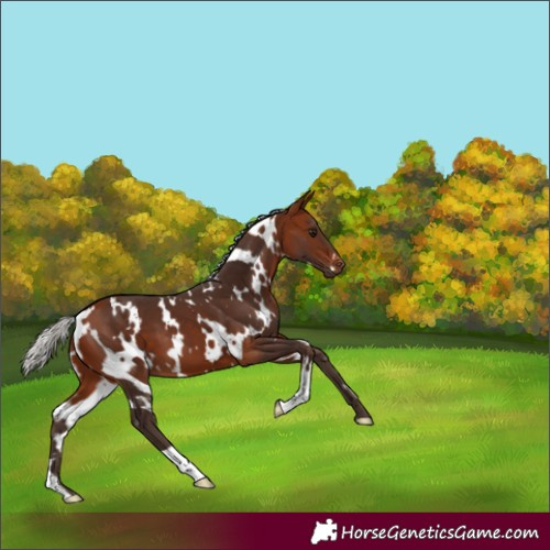 Horse Color:White Spotted Silver Bay 