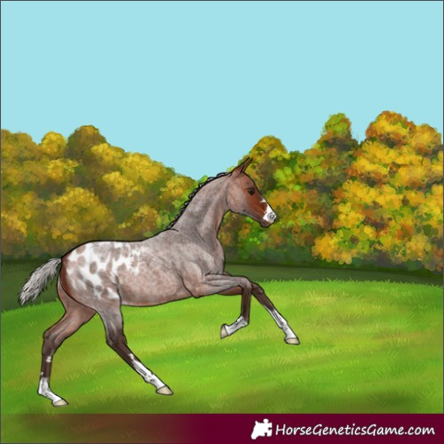 Horse Color:Silver Bay Roan Appaloosa 