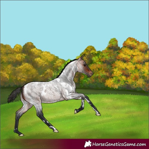 Horse Color:White Spotted Bay Roan