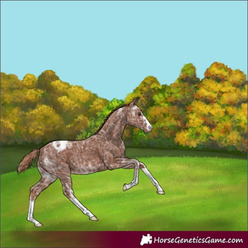 Horse Color:Chestnut Ice Varnish
