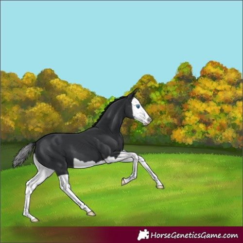 Horse Color:Black Splash 