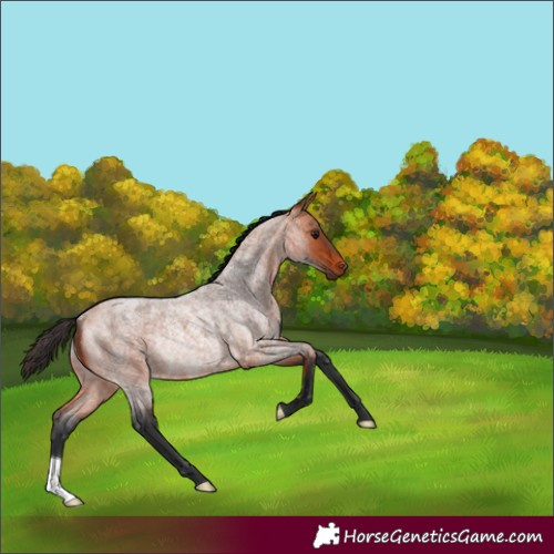 Horse Color:Bay Roan Rabicano