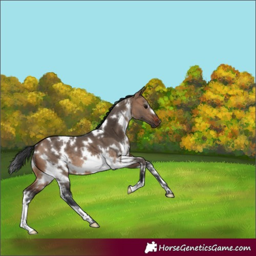 Horse Color:White Spotted Brown Dun