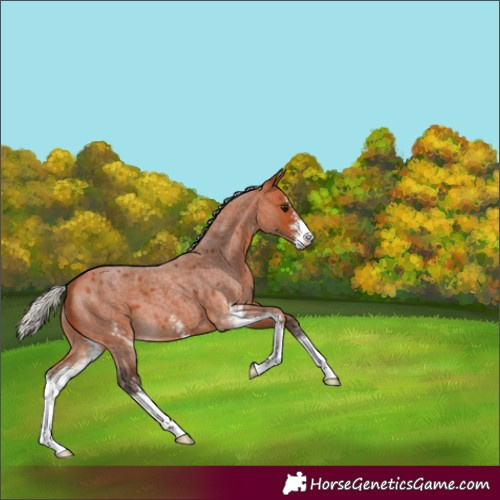 Horse Color:Silver Bay Roan Sabino 