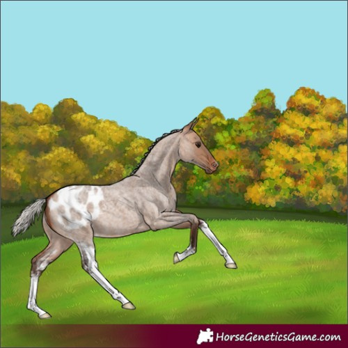 Horse Color:Silver Bay Roan Dun Sabino Appaloosa 