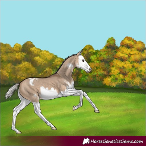 Horse Color:Silver Brown Dun Sabino Splash Appaloosa