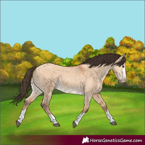 Horse Color:Bay Dun 