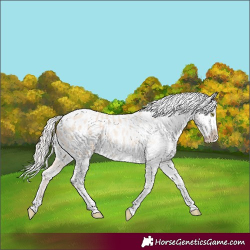 Horse Color:Silver Classic Champagne Roan Dun Splash Tobiano Frame Blanket Rabicano 