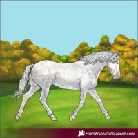 Horse Color:Silver Classic Champagne Roan Dun Splash Tobiano Frame Appaloosa Rabicano