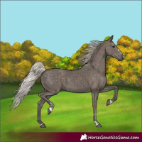 Horse Color:Silver Black 