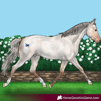 Horse Color:Silver Bay Ice Roan Dun 