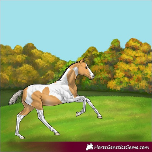 Horse Color:Silver Buckskin Tobiano 