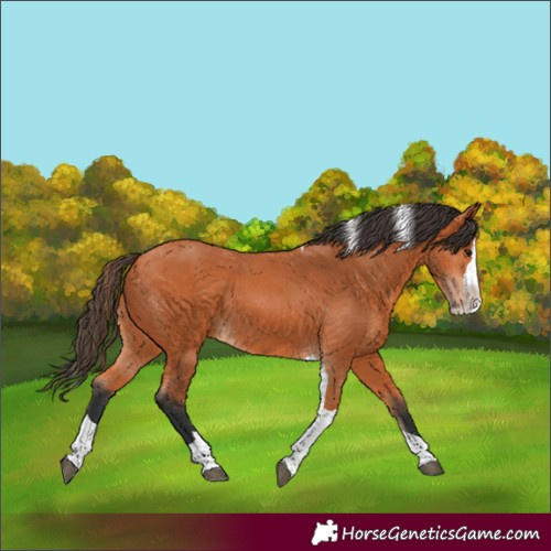 Horse Color:Bay Splash Tobiano Rabicano 