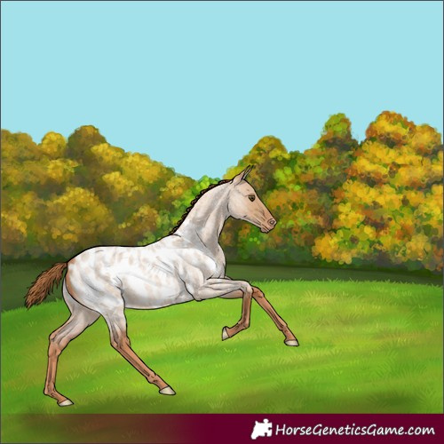Horse Color:Red Dun Roan Appaloosa 