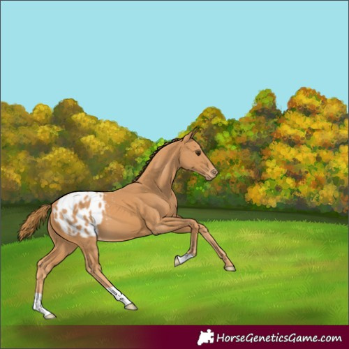 Horse Color:Chestnut Blanket 