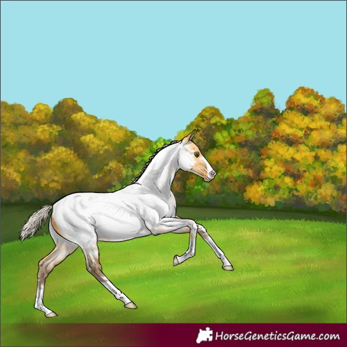 Horse Color:Silver Buckskin Roan Dun Appaloosa 