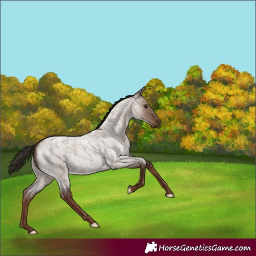 Horse Color:Liver Red Dun Roan