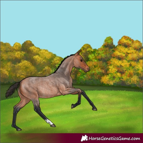 Horse Color:Bay Roan Rabicano