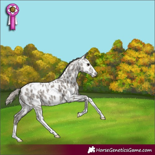 Horse Color:Silver Grullo Ice Sabino Appaloosa 