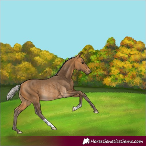 Horse Color:Silver Buckskin Rabicano