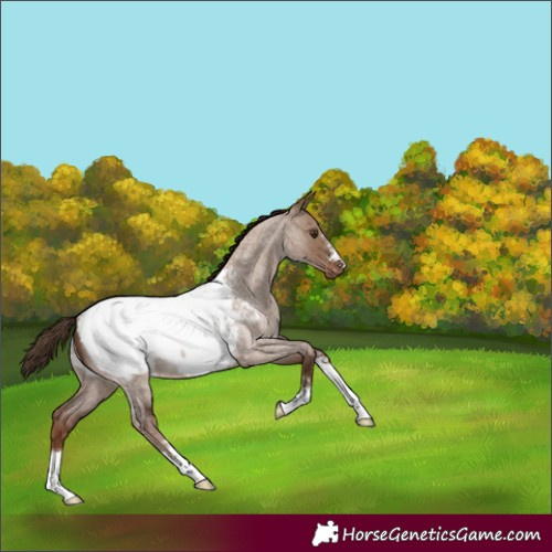 Horse Color:Liver Red Dun Roan Snowcap Rabicano