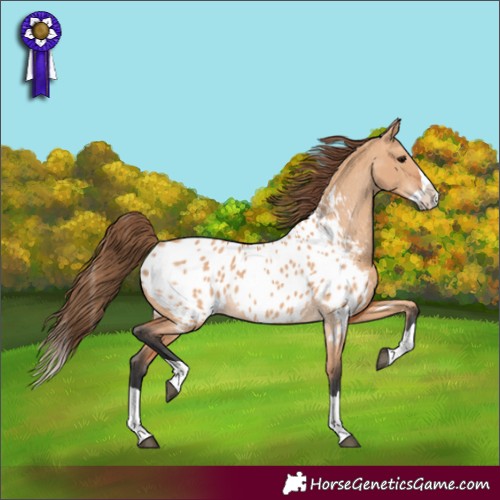 Horse Color:Bay Dun Splash Appaloosa