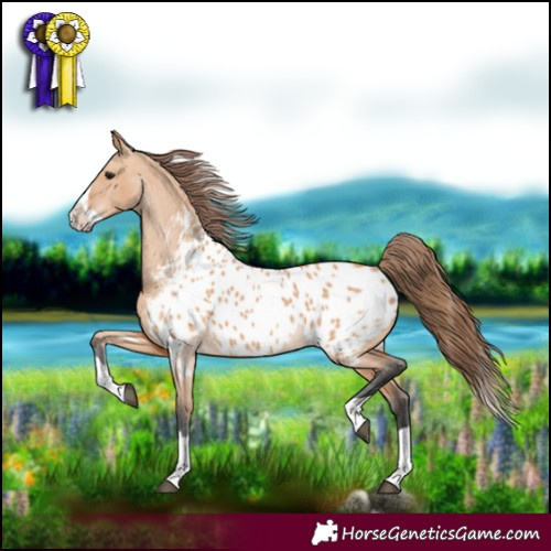 Horse Color:Bay Dun Splash Near Leopard 