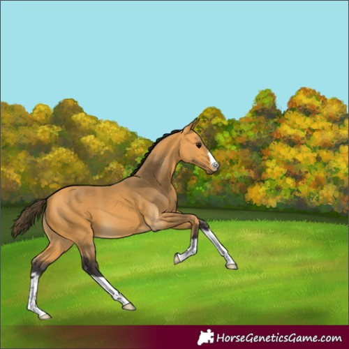 Horse Color:Buckskin 