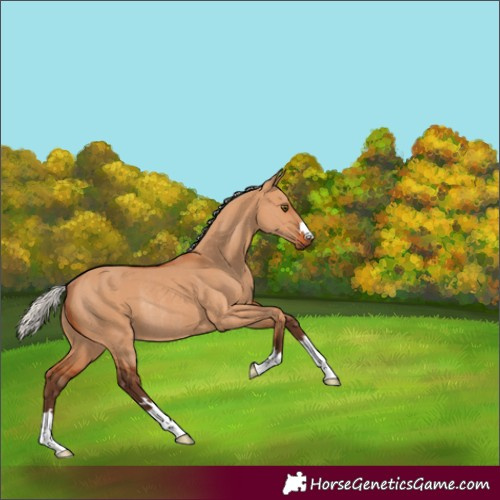 Horse Color:Silver Bay Dun Rabicano