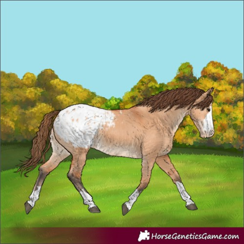 Horse Color:Bay Dun Appaloosa 