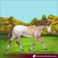 Horse Color:Bay Dun Blanket
