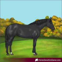 Horse Color:Black 