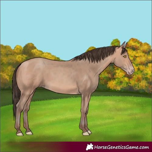 Horse Color:Amber Champagne 