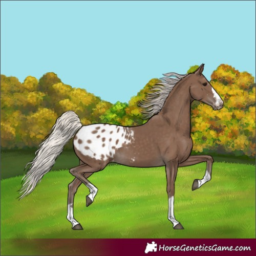 Horse Color:Silver Black Appaloosa 