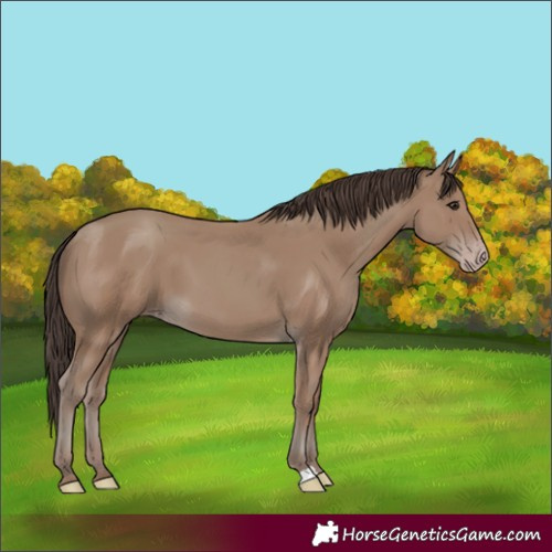 Horse Color:Classic Champagne 