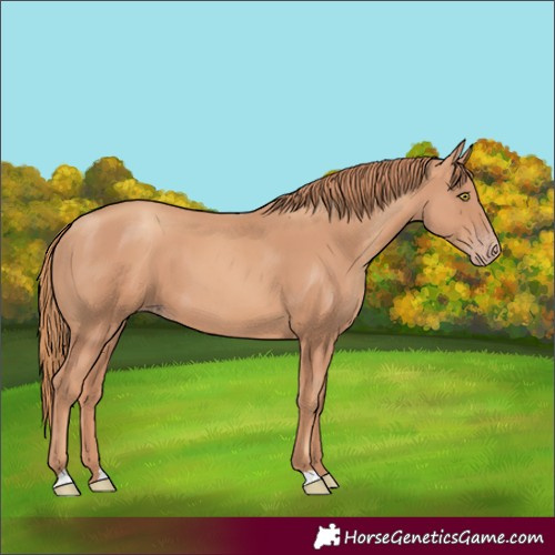 Horse Color:Gold Champagne 