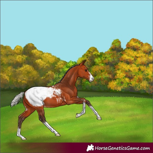 Horse Color:Silver Bay Sabino Appaloosa 