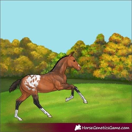 Horse Color:Bay Blanket 
