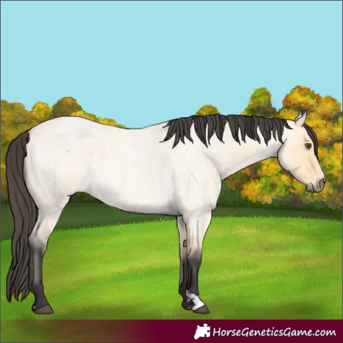 Horse Color:Buckskin Roan Dun 