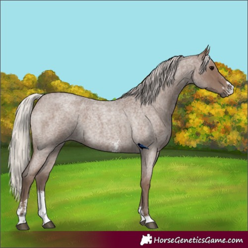 Horse Color:Silver Blue Roan Sabino