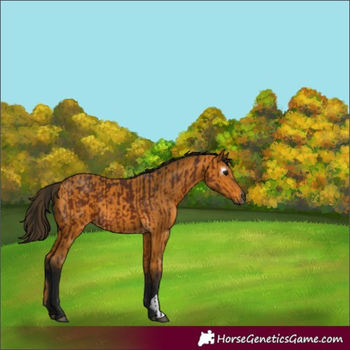 Horse Color:Gray Bay  and Gray Buckskin 